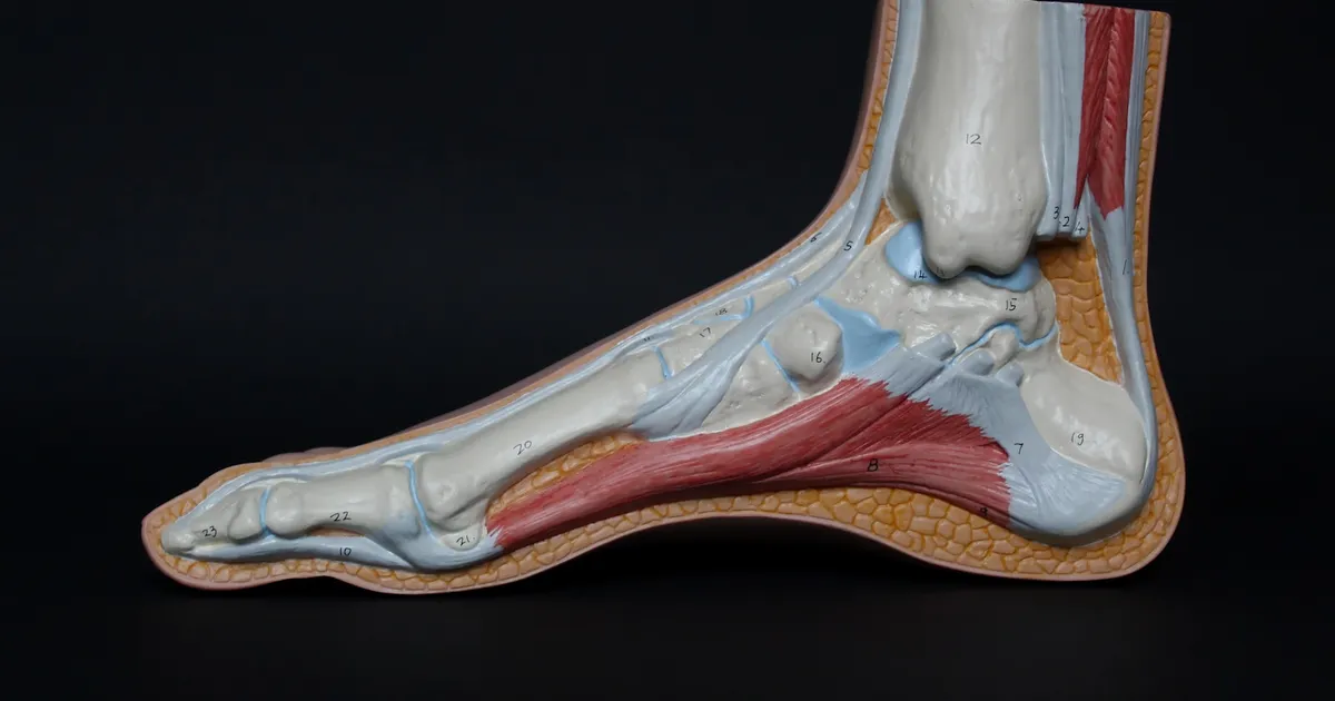 Tout savoir sur le strapping